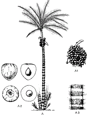 Credit: Neglected Crops, FAO Peach-Palm diagram