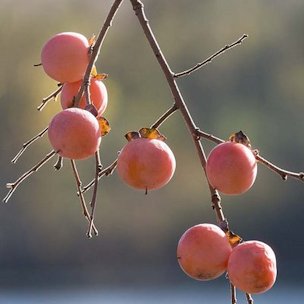 Credit: Jennifer's Kitchen Persimmons can persists after the leaves drop making them easy to spot.