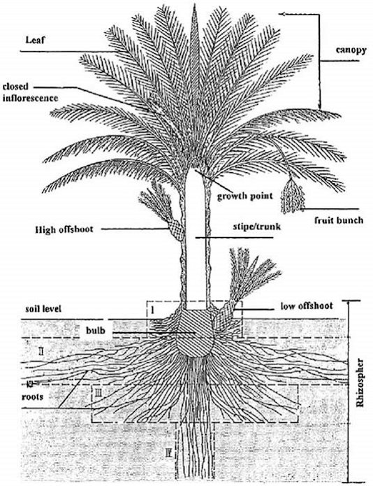 Credit: © Ronald Toth Diagrammatic construction of a date palm with its root system