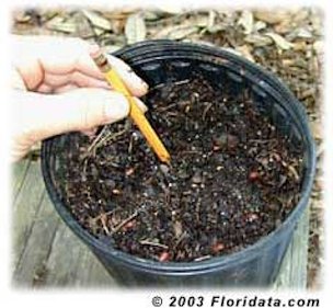 Credit: © 2003 Floridata.com Use a pencil to drill a hole in the soil and insert the palm seed so that it is just peeking above the soil line.