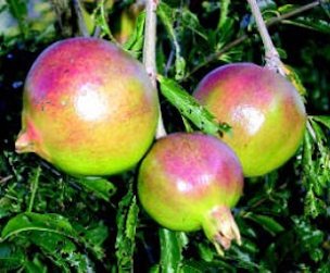 Credit: © Ken Love, University of Hawai‘i Pomegranate fruits