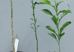 Credit: Julian W. Sauls, Aggie Horticulture®, Texas A&M AgriLife Extension Seedling rootstocks