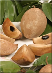 Credit: © Ian Maguire UF/IFAS/TREC sapodilla