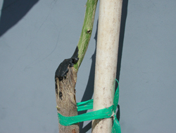 Credit: Julian W. Sauls, Aggie Horticulture®, Texas A&M AgriLife Extension Removal of the top of the rootstock