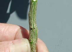 Credit: Julian W. Sauls, Aggie Horticulture®, Texas A&M AgriLife Extension Completed inverted-T incision