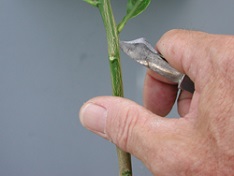 Credit: Julian W. Sauls, Aggie Horticulture®, Texas A&M AgriLife Extension Side view of the cut