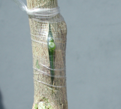 Credit: Julian W. Sauls, Aggie Horticulture®, Texas A&M AgriLife Extension Bud wrapped with polyethylene tape