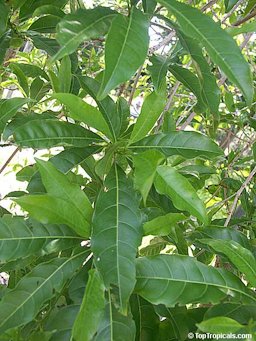 Pouteria caimito foliage