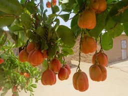 Ackee, Blighia sapida, Benin, Africa