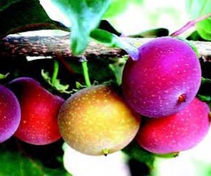 Credit: © Ken Love, University of Hawai‘i Tropical Apricot