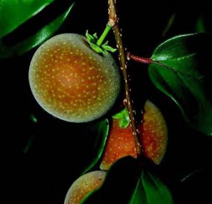 Credit: © Ken Love, University of Hawai‘i Mature fruit