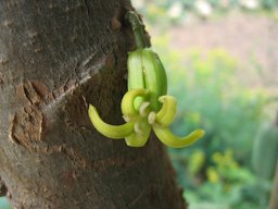 Relative of papaya. Babaco flowers showing cauliflory, emerging directly from the stem