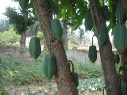 Relative of papaya.