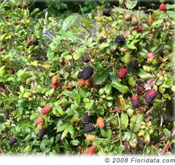 Credit: © 2008 Floridata By late spring to early summer the stems are heavy with ripening blackberries