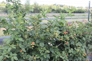 Credit: Zhanao Deng, UF/IFAS ‘Kiowa’ blackberries