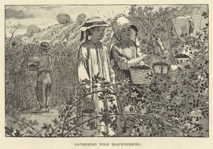 Gathering wild blackberries