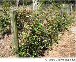 Credit: © 2008 Floridata Steve grows his blackberries against a 4 ft tall wire fence that permits easy and pain free harvest