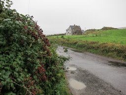 October blackberries, West Cork, Ireland