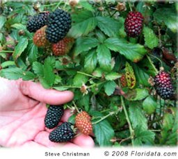 Credit: Steve Christman © 2008 Floridata Selected varieties, like these 'Oklawaha' blackberries produce heavier crops of larger, more uniform fruit compared to wild plants.