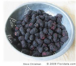 Credit: Steve Christman © 2008 Floridata A bowl of beautiful blackberries poses for pictures just prior to becoming pie.