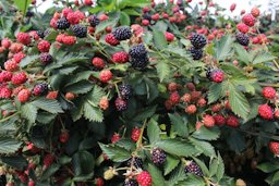 Credit: Specialty Crop Industry Blackberries are grown as a commercial crop in North Carolina