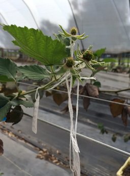 Credit: Specialty Crop Industry Flowers are pollinated for blackberry breeding