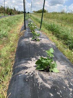 Credit: Specialty Crop Industry Blackberry cultivar trials are underway at the GCREC in Wimauma, Florida