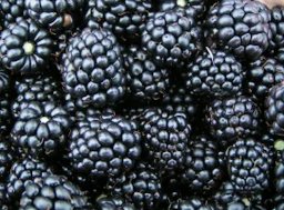 Credit: Specialty Crop Industry Blackberries