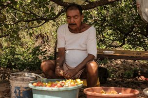 Credit: People 's Archive of Rural India The cashew seed is separated from the cashew apple