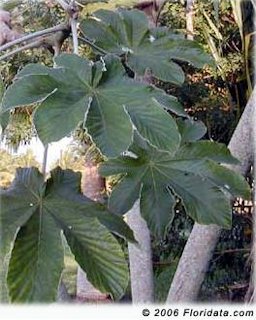 Credit: © 2006 Floridata.com Trumpet tree foliage