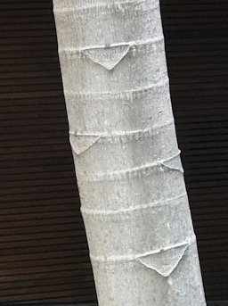 Trumpet Tree, Cecropia peltata, Bogota, Colombia