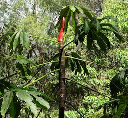 Yagrumo (Cecropia peltata), Guaraira Repano National Park, Caracas, Venezuela