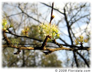 Credit: © 2008 Floridata.com The Chickasaw plum covers itself in small white blossoms in late winter and early spring