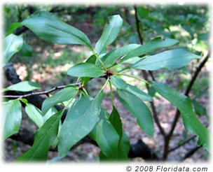 Credit: © 2008 Floridata.com The Chickasaw plum leaves are narrower and more finely toothed than those of the wild plum (P. americana).