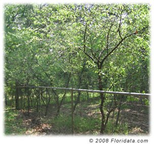 Credit: © 2008 Floridata.com The owner of this clump of Chickasaw plums keeps the space mowed between selected tree trunks to form a neat grove.