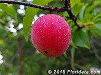 Credit: © 2018 Floridata.com A ripe Chickasaw plum