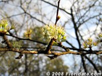 Credit: © 2008 Floridata.com Chickasaw Plum Blossoms