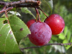 Credit: Green Deane Ripe Chickasaw Plums, locally in May and June