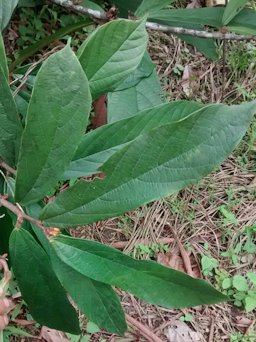 Cupuaçu Theobroma grandiflorum, Acacías, Meta, Colombia