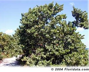 Credit: © 2004 Floridata.com The mature sea grape graces a beach on Key Biscayne, Florida.