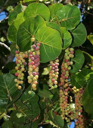 Credit: Green Deane, Eat The Weeds Ripening Sea Grapes
