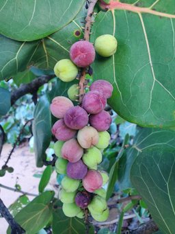 Coccoloba uvifera, Juan Martín, Luquillo 00738, Puerto Rico