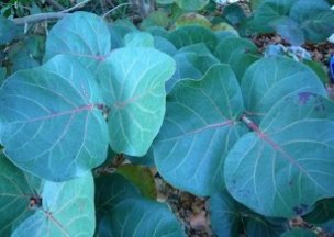 Credit: Green Deane, Eat The Weeds Notice the red veins in the leaves