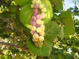 Credit: Green Deane, Eat The Weeds Sea grapes ripen irregularly