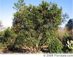 Credit: © 2006 Floridata.com Jack grows this dwarf variety of strawberry tree called 'Elfin King' on a hot sunny hillside.