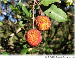 Credit: © 2008 Floridata.com Some think the attractive (and edible but not very tasty) fruits of Arbutus unedo look like strawberries but I don't see the resemblance. Do you?