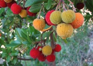 Credit: Green Deane Strawberry Tree Koumaria