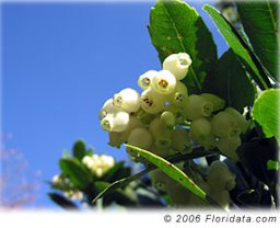 Credit: © 2006 Floridata.com Strawberry tree's urn-shaped flowers resemble those of another member of the Ericaceae family, the blueberry (Vaccinium ashei).