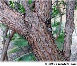 Credit: © 2002 Floridata.com The handsome reddish-brown bark covering the strawberry tree's gnarled branches makes for a rugged, masculine appearance.