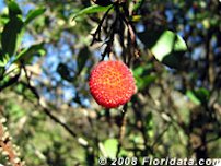 Credit: © 2008 Floridata.com Strawberry Tree Fruits